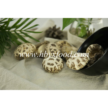 Dehydrated White Flower Mushroom/Dried Vegetable